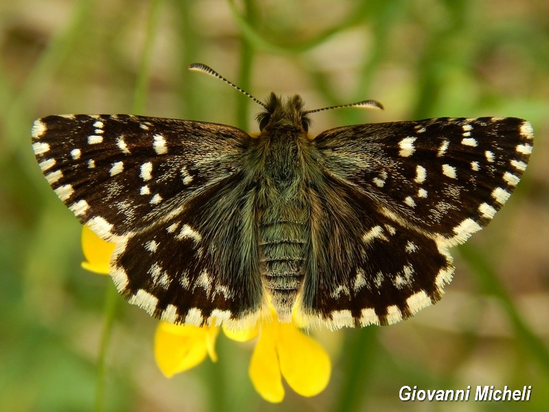 Pyrgus malvoides